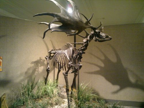 This is an Irish Elk. It roamed the plains of Eurasia during the Pleistocene. It stood 7 feet high a