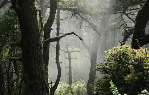 Pinus muricata - Bishop Pine by pete@eastbaywilds.com on Flickr.