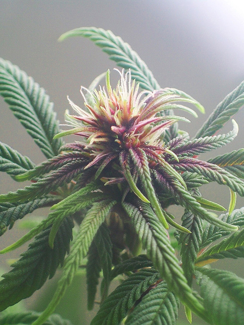Male marijuana plants early flowering stage for