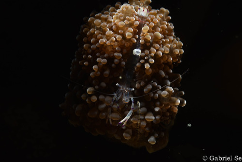 a ghost shrimp on some soft coral