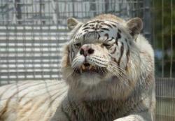 lightninghunter:  cheeziespaz:  connoririshwright:  dancingintheseshadows:   kcatwmyb This is Kenny. He’s a white tiger with down syndrome.  He is so precious!!!!!  Holy shit I didn’t know animals got Down Syndrome  most people don’t know that white