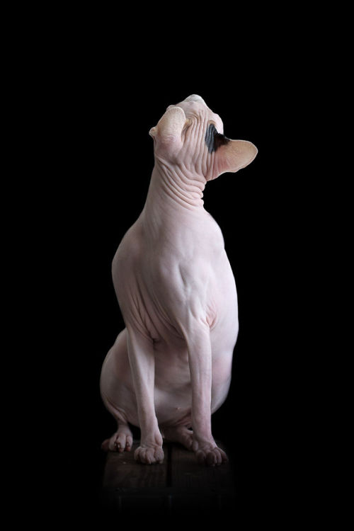 boredpanda:I Photograph Hairless Sphynx Cats To Explore Their Odd Beauty