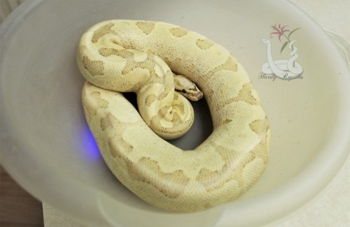 i-m-snek:Raina did good on her weigh in! Not wiggly at all. Sweet babyBuy me a coffee?