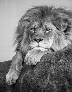 a-dominants-choice:  tanglejan:  Lion image: Pat Stotler Photography  😏♏️ 