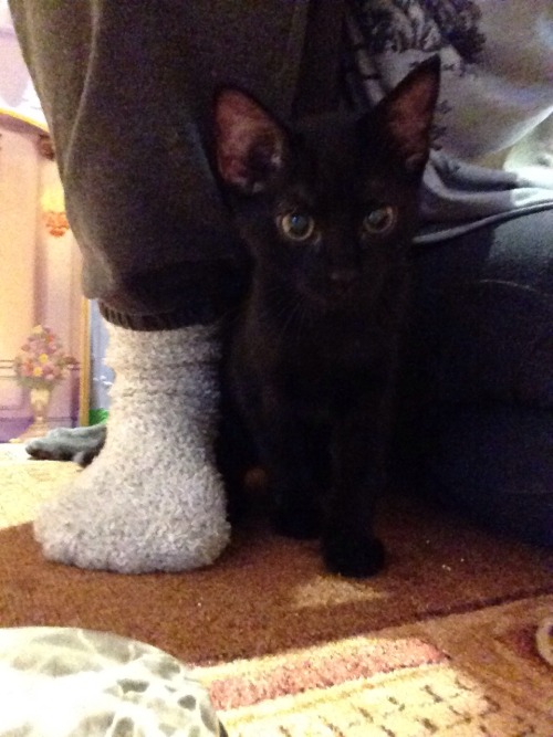 Happy black cat appreciation day! ^-^ This is my cute kitten Luna. She’s absolutely adorable, 