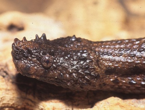 typhlonectes:The rarely seen semi-aquatic Northern Eyelash Boa, Trachyboa boulengeri. This small t