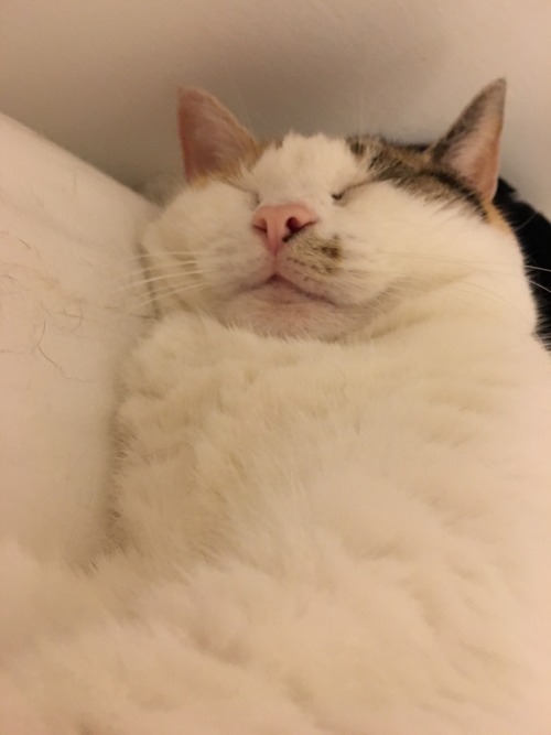 unflatteringcatselfies:This is my eldest cat, Cutie.
