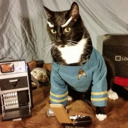 archiemcphee:  Mr. Kitty Spock says, “Live long, prosper, and eat lots of catnip.”This highly logical work of feline Star Trek cosplay is the work of cat-cosplay (previously featured here). It may be the first time we’ve seen Mr. Spock wearing his