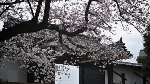 kuroyuki:  Osaka Castle. by MIKI Yoshihito (´･ω･) on Flickr. Über Flickr: 桜を見に、大阪城へ