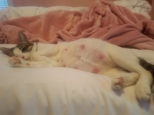 5 tiny cats are inside