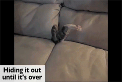 pikman:  pleatedjeans:  Single cats on Valentines Day [watch the video]  The hiding