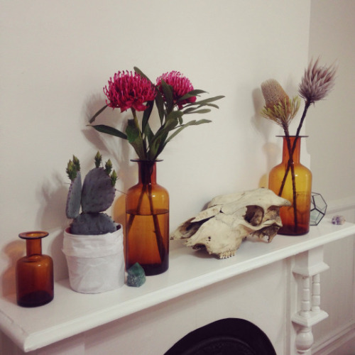 my cactus is flowering // waratahs &amp; protea on the living room fireplace mantlefuchsia stain