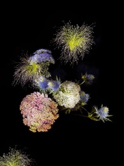 jaimelannister:  “Flowerworks” by Sarah Illenberger