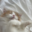 offlineee3