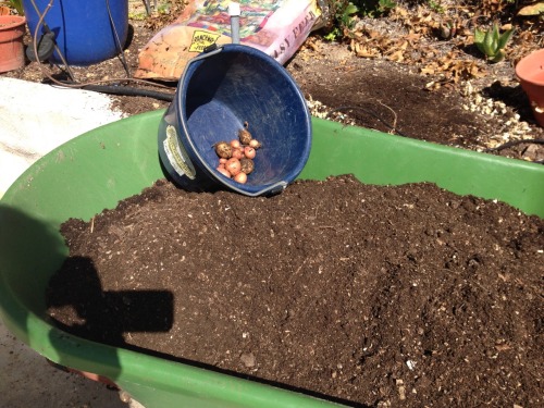 Potato failure Growing potatoes in bags makes all kinds of sense, but this is two years in a row of 