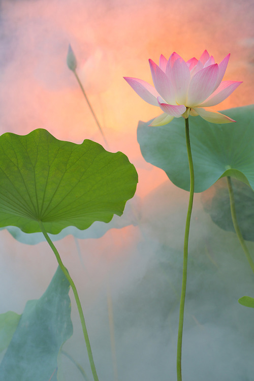 softwaring: Lotus Flowers by Bahman FarzadCitta-bhāvanā, literally “cultivating the mind,&rd