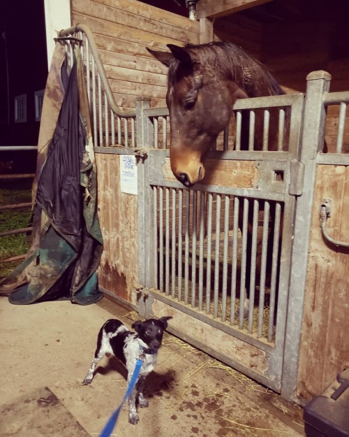 First trip to the barn for Baby Ciri. Big brother Bacardi is unsure of this small thing #barndog #he