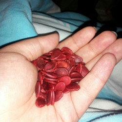 Watermelon seed