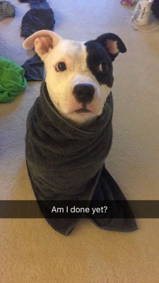 awwww-cute:  My pit after his shower (Source: