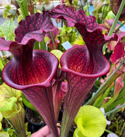 jeremiahsplants:Sarracenia Moorei Phil’s Super Giant Red  (at Colorado Springs, Colorado)https://www.instagram.com/p/B_uwDuflNEn/?igshid=1hpn30xyovh4z