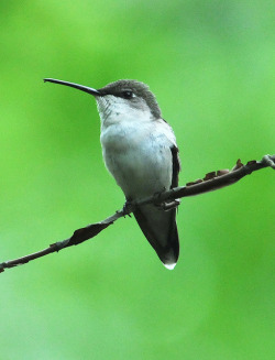 flowerling:  Hummingbird On Limb | jwinfred