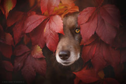 landscape-photo-graphy: Heart-warming Dog