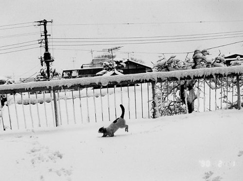 Japanese photographer Nobuyoshi Arākī’s  荒木经惟 aka Arākī アラーキー aka Tensai Araki (Japanese, b. 1940, T