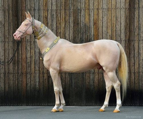 pangur-and-grim:all-the-horses:GissargGiaurs x GissaAkhal Teke, Stallion15.1hhBorn 2006this horse ha