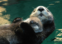 dailyotter:  Sea Otter Mother Holds Her Napping