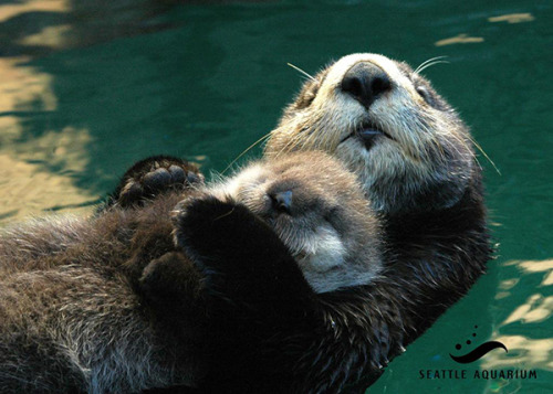 Porn Pics dailyotter:  Sea Otter Mother Holds Her Napping