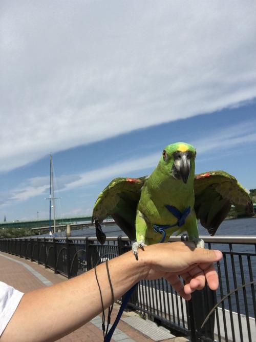 Apparently parrots are capable of making pretend they&rsquo;re soaring. At least Toby spent a good 3