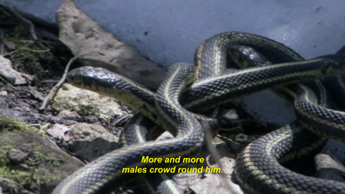 fuckyeahherpetology: lemon-soju: i support u lazy gay snake So this is actually a studied phenome