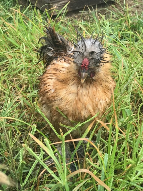 Oh no…… wet chickens…….