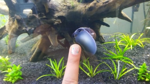 So a while back I got this snail. Pet smart employees being what they are, she mistook him for a bla