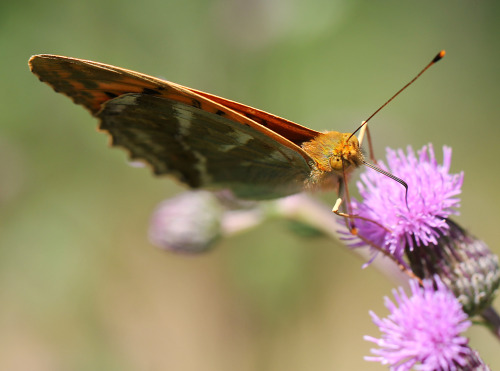 Silver-washed fritillary. This quite common, but very beautiful, butterfly was photographed in S&aum