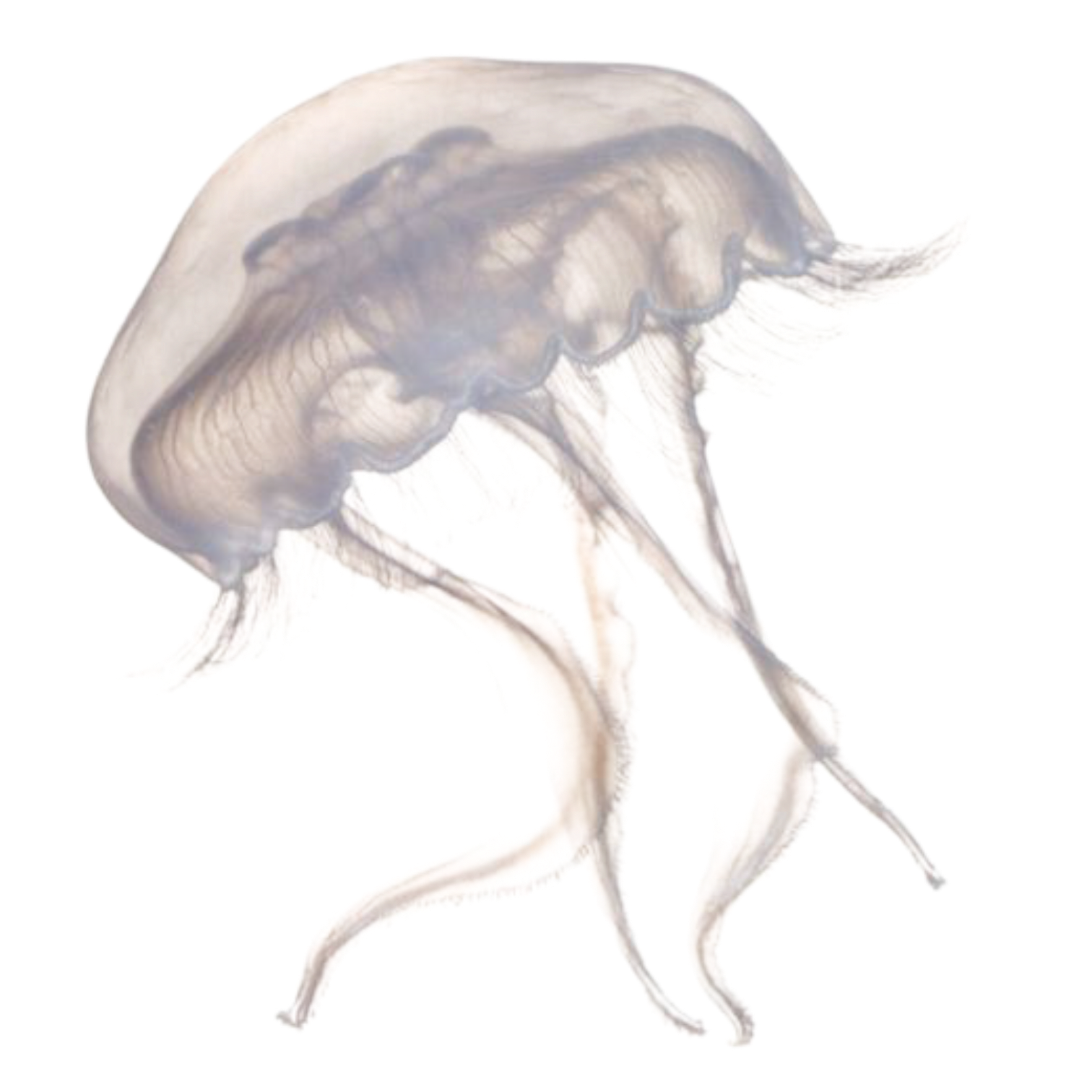 Floating Jellyfish