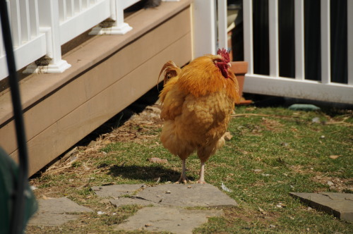 Buff Orpington rooster fluffing his feathers. 