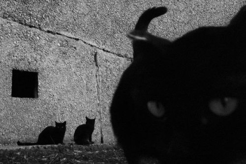 Evgeniya Gor (Kazakh, Based Astana, Kazakhstan) - She Photographs The Homeless Cats Of Kazakhstan.