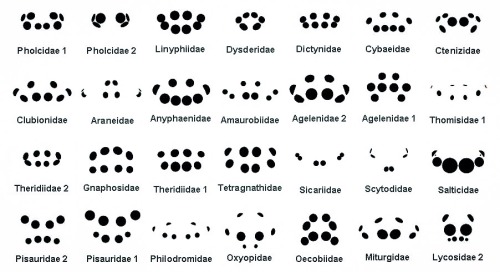 bogleech: Spider eye arrangements!