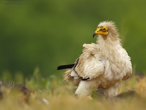 dezzoi:  Turkey Vulture Black Vulture King Vulture Greater and Lesser Yellow Headed