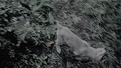 housestyrell:  favourite got episodes in no particular order: 1x01, winter is comingNever