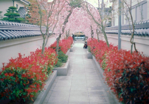 山口 道場門 by *dapple dapple on Flickr.
