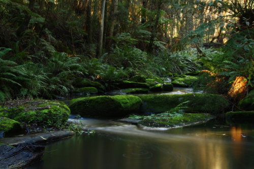 ancient-magics:  rainforest stock by blaisedrew62