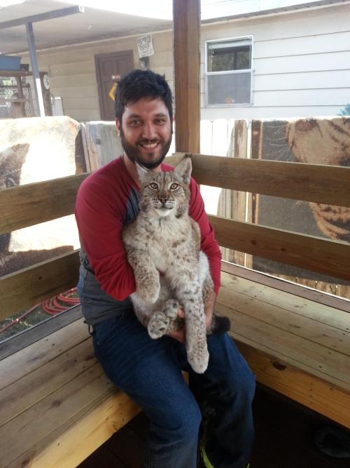 awwww-cute:Got to hold a Bobcat today