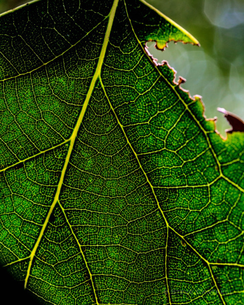 partsnlabor:Fractal orange tree leaf, partially eaten.