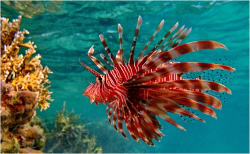 Porn Pics Flame of the sea (Lionfish)