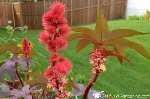 sevenpencee: The seeds of the Castor Bean plant (Ricinus communis), are indeed beautiful, but conta