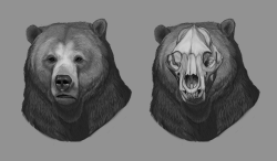 amarianaleixo:  Head Anatomy of the Grizzly