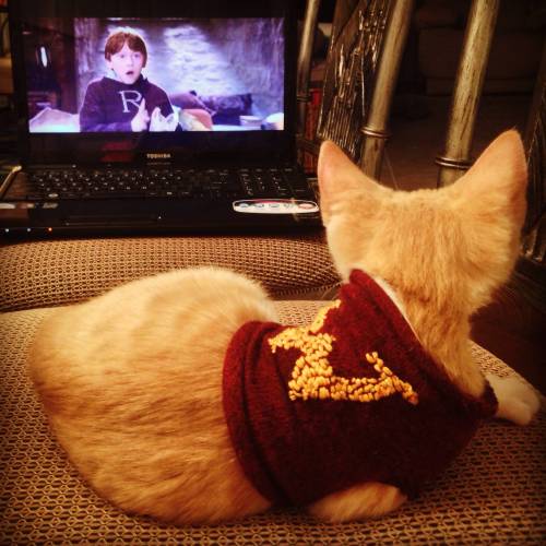 didnotstartthefire:New kitten, must be a Weasley.