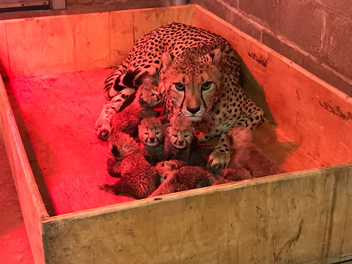 sixpenceee:  Bingwa, a cheetah, gave birth to three boys and five girls. So cute!